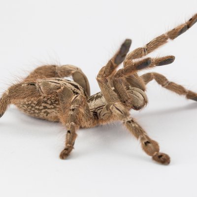 Spider-venom-is-being-used-to-develop-venom-derived-pharmaceuticals. 